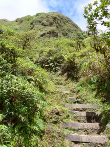 Pelée mountain - Path of Spoiler lined with vegetation