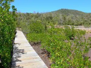 Penisola della Caravelle - Nature Reserve Caravelle - Parco Regionale della Martinica: ponte sul mangrovie