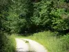 Perche Regional Nature Park - Tree-lined road