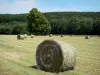 Perche Regional Nature Park - Bales of hay in a field and forest in background