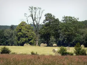 Perche Regional Nature Park - Bales of hay in a field and trees