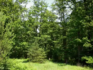Perche Regional Nature Park - Trees in a forest