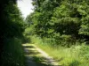 Perche Regional Nature Park - Tree-lined road
