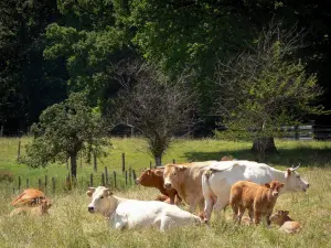 Perche Regional Nature Park - Cows in a meadow