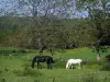 Périgord-Limousin Regional Nature Park - Horses and trees in a prairie dotted with wild flowers