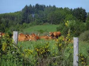 Périgord-Limousin Regional Nature Park - Blooming brooms, fence, Limousines cows in a prairie and trees