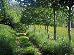 Périgord-Limousin Regional Nature Park - Road lined with trees and prairie dotted with wild flowers