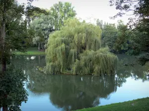 Péronne - Teich mit einer Trauerweide, Bäume, Park mit Bäumen