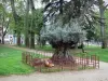 Perpignan - Grünanlage Bir Hakeim: Olivenbaum zum Andenken an die Verstorbenen in Algerien