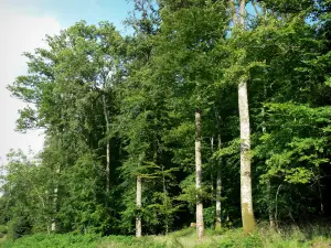 Perseigne forest - Trees of the forest; in the Normandie-Maine Regional Nature Park