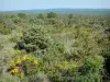 Pianoro dei Gras - Affacciato sulla lussureggiante vegetazione dell'altopiano