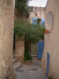 Pigna - Calle pavimentada, con casas (persianas azules) y trepadoras (Balagne)