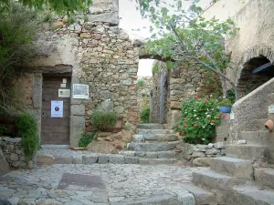 Pigna - Suelo pavimentado, escaleras pequeñas, flores, plantas, árboles de higo y casas en la aldea (en Balagne)