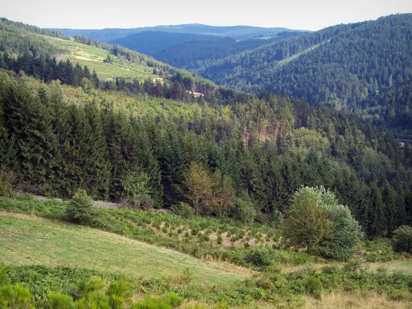 Pilat Regional Nature Park - Pilat mountain area: hills covered with forests and meadows