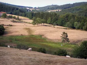 Pilat Regional Nature Park - Pilat mountain area: cows, meadows, trees, houses and forest