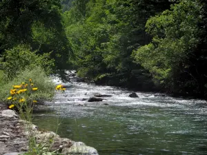 Pique valley - Wild flowers, river and trees along the water, in the Pyrenees
