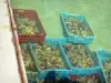 Piraillan - Las cajas de ostras
