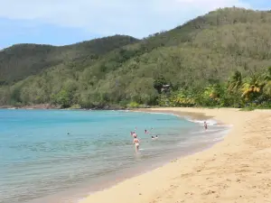 Plage de Grande Anse - Sable doré de la plage, environnement verdoyant et mer des Caraïbes avec des baigneurs ; sur la commune de Deshaies et l'île de la Basse-Terre