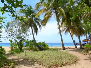 Plage de Grande Anse - Cocotiers et raisiniers de la plage