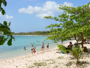 Plages de la Guadeloupe - Plage du Souffleur, sur l'île de la Grande-Terre, dans la commune de Port-Louis : farniente sur la plage de sable fin ombragée d'arbres et baignade dans la mer turquoise