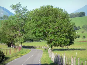 Plateau van Bénou - Weg omzoomd met bomen en weiden