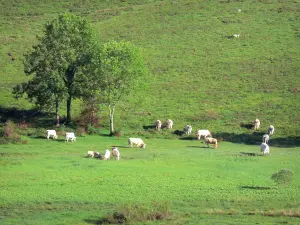 Plateau van Bénou - Kudde koeien in een weiland