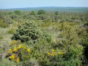 Plateau van Gras - Met uitzicht op de weelderige vegetatie van het plateau