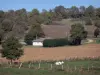 Plateau de l'Isle Crémieu - Vache dans un pâturage, champs, maison et arbres