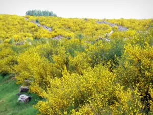 Plateau van Millevaches - Regionaal Natuurpark van Millevaches in Limousin: bloeiende bezem