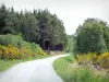 Plateau de Millevaches - Parc Naturel Régional de Millevaches en Limousin : route bordée d'arbres et de genêts en fleurs