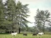 Plateau de Millevaches - Parc Naturel Régional de Millevaches en Limousin : chevaux dans un pré bordé d'arbres