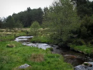 Plateau von Millevaches - Fluss (Taurion), Gräser und Bäume