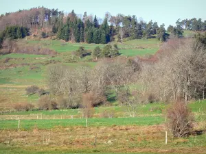 Plateau van Vivarais-Lignon - Weilanden omgeven door bomen