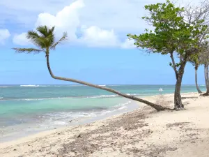 Playas de Guadalupe - Playa del otro lado, en la isla de Grande- Terre, en la localidad de Le Moule : arena, cocoteros, y la laguna Raisinier