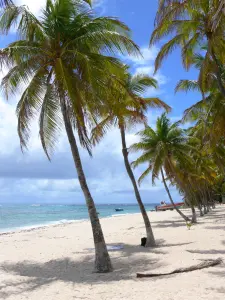 Playas de Guadalupe - Playa del soplador en la isla de Désirade : playa y cocoteros de arena