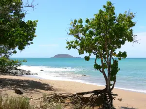 Playas de Guadalupe - Playa de la ensenada de las islas, en la isla de Basse - Terre, en la localidad de Sainte -Rose : playa salpicada de árboles con vistas al mar y al islote Kahouanne