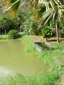 Pointe-Noire - Étang du parc aquacole dans un écrin de verdure