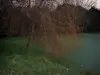 Poitevin Sumpf - Baum am Rande einer Wasserstrasse