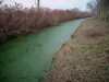 Poitou marshes - Canal with water plants, bank and reeds