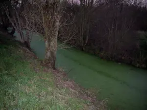 Poitou marshes - Trees lining a canal