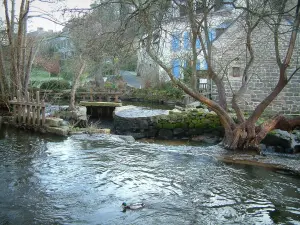 Pont-Aven - Fluss Aven und eine Wassermühle, Ente, dann Häuser hinter den Bäumen