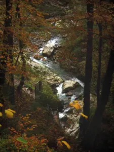 Pont du Diable gorges - Trees with autumn colours and torrent