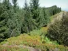 Portel summit - Vegetation and trees; in the Ariège Pyrenees Regional Nature Park