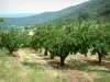 Provence landscapes - Cherry trees and hills