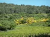 Provence landscapes - Vineyards, vegetation and trees