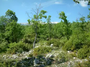 Provence landscapes - Trees of a forest with the mount Ventoux in background