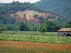 Provenzalisches Colorado - Wild wachsende Blumen (Mohnblumen), Feld mit Rebstöcken, Gräser und Bäume mit Ockerfelsen und Kamine der Feen im Hintergrund (ehemaliger Ocker-Steinbruch von Rustrel)