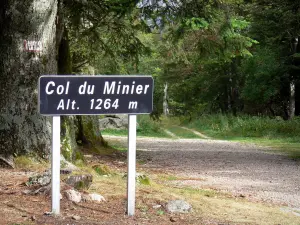 Puerto del Minier - Panel del cuello de Minería (1264 m) y árboles del bosque en el Aigoual en el Parque Nacional de Cévennes (Cevennes montañas)