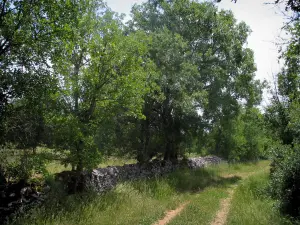 Quercy  limestone plateaux Regional Nature Park - Grassy road, dry stone low wall and trees