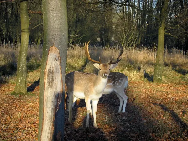 Rambouillet Forest - Tourism, holidays & weekends guide in the Yvelines